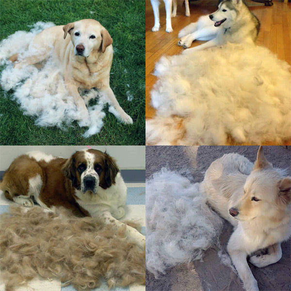 Spazzola a doppia faccia per rimuovere peli e sottopelo